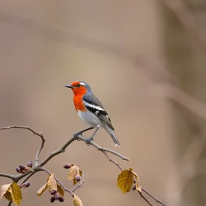 Exploring the Wonders of Birding in Hilton Head: A November to Remember for Nature Enthusiasts