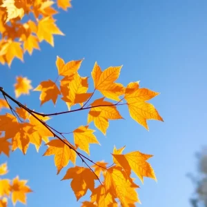 Warm Thanksgiving Weather Promises Mild Temps and Sunshine for Beaufort County