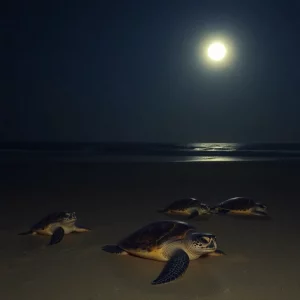 Hilton Head Island's Sea Turtle Patrol Wins Prestigious Angel Award for Conservation Efforts