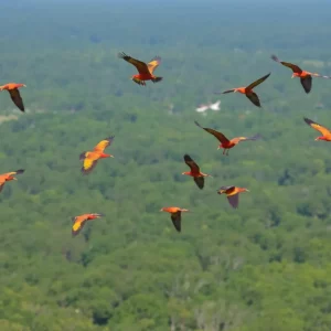 Vibrant birds soaring over a lush South Carolina landscape.