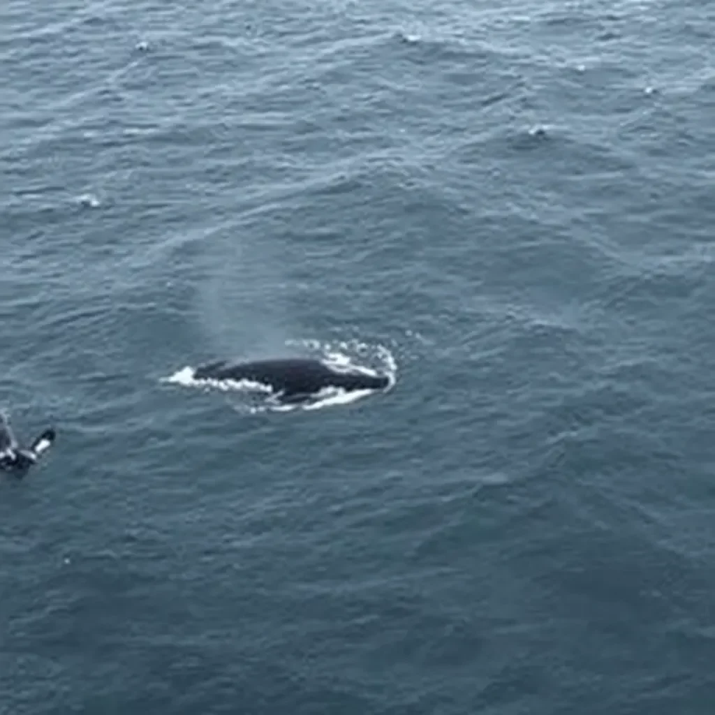 North Atlantic Right Whales Return to Southern Waters as Calving Season Begins