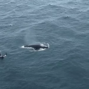 North Atlantic Right Whales Return to Southern Waters as Calving Season Begins